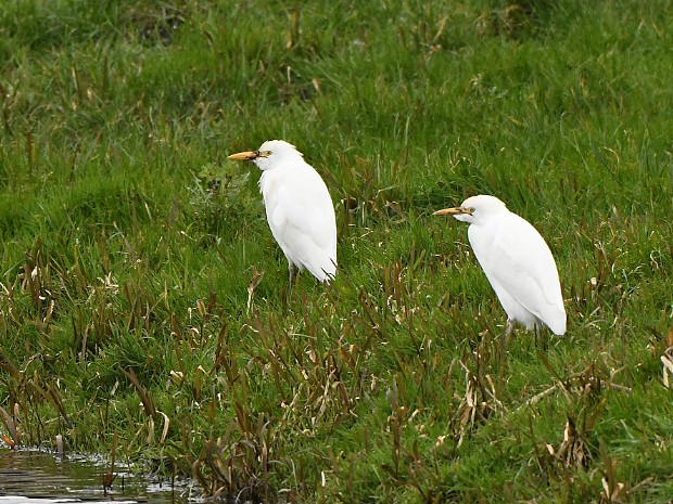 01-03-2020 Koereigers Reeuwijk