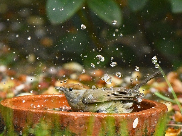 03-05-2020 In onze Tuin