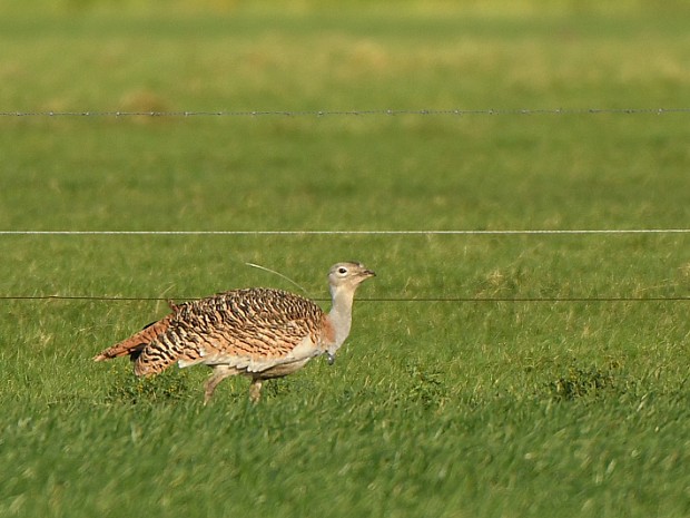 04-01-2020 Grote Trap Oostvoorne