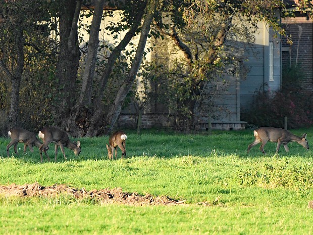 04-11-2020 Wassenaar