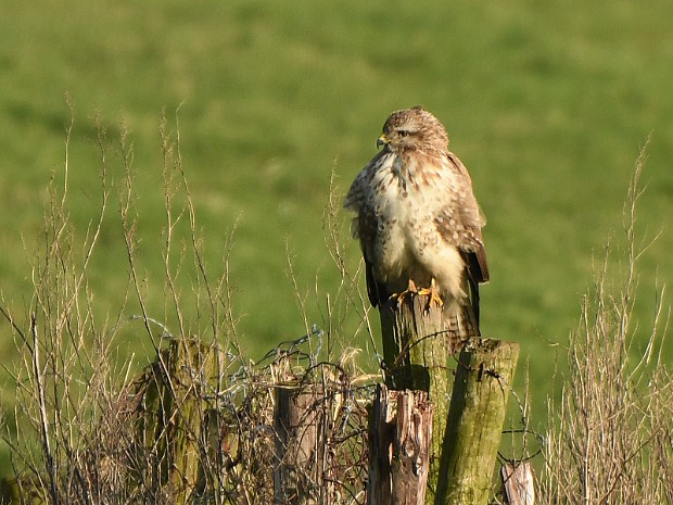 05-02-2020 Zoetermeerse Meerpolder