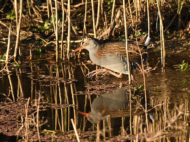 06-11-2020 IJsduiker Zevenhuizerplas