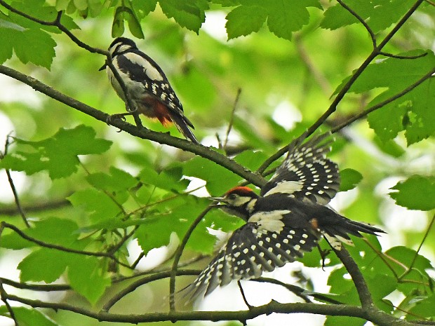 08-06-2020 Oosterbeek en Haagse Bos