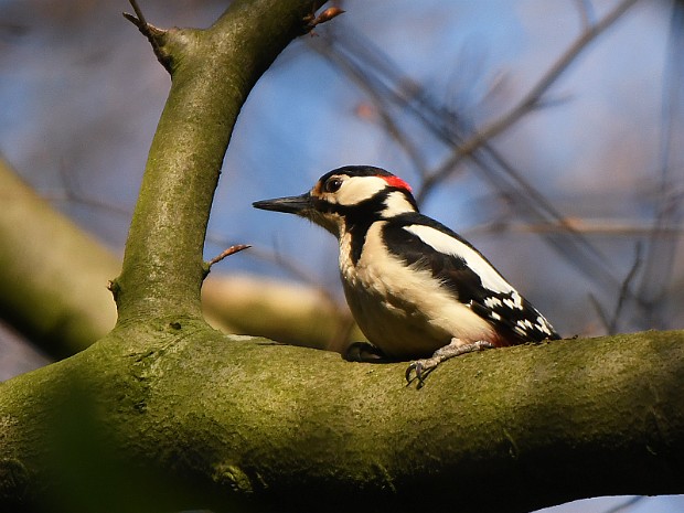 09-04-2020 Haagse Bos