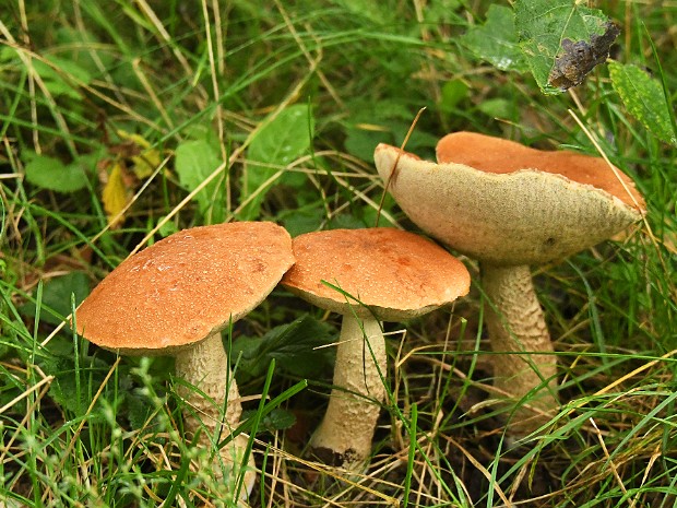 09-09-2020 Paddenstoelen Duindigt