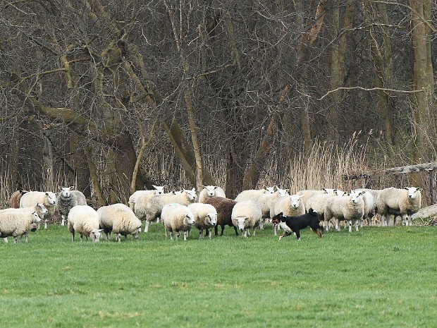 12-02-2020 Landgoed Ter Horst