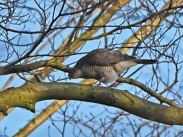 12-03-2020 Haagse Bos