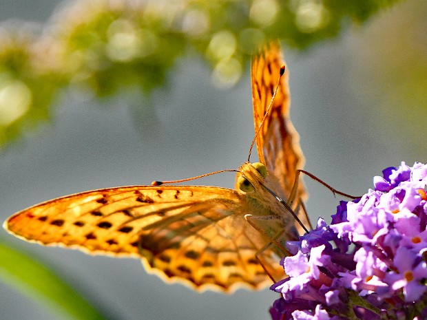 13-07-2020 Meijendel