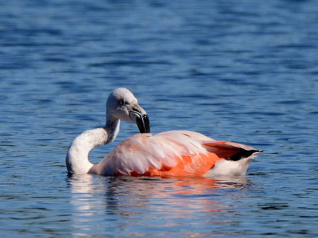13-09-2018 Flamingo Leidschendam