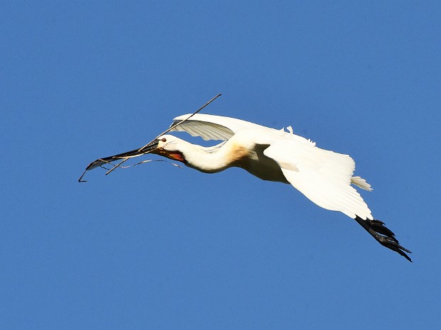 14-05-2020 Delfgauw