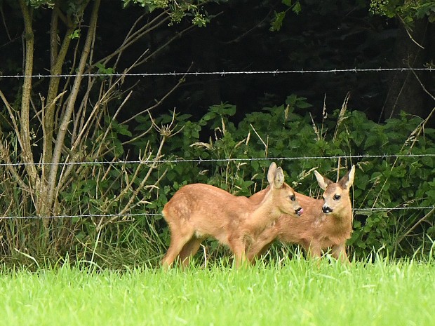 14-07-2020 Wassenaar - Hertenkamp