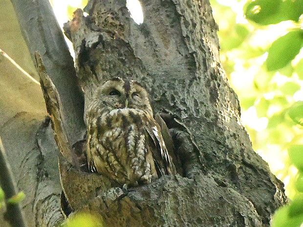 14-09-2020 Landgoed Oosterbeek en Haagse Bos