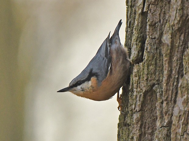 15-03-2020 Landgoed Oosterbeek