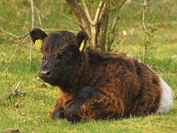 15-04-2020 Meijendel