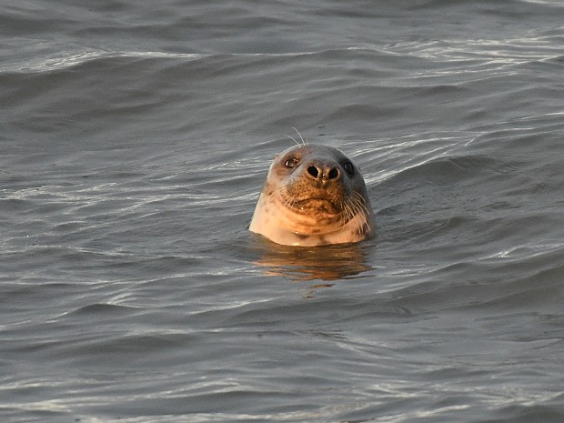 15-12-2020 Zeehondjes Zuiderhavenhoofd