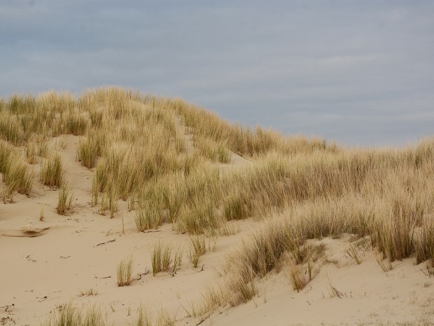 18-03-2020 Meijendel