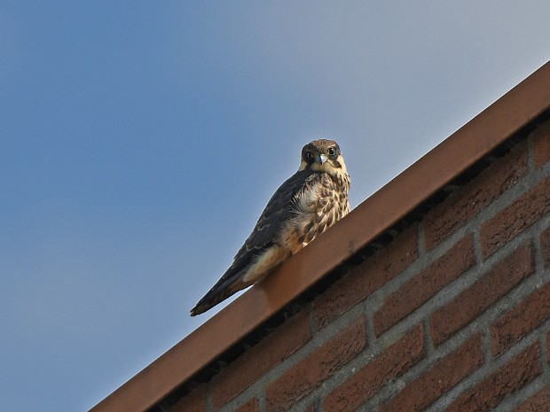 18-08-2020 Nesselande