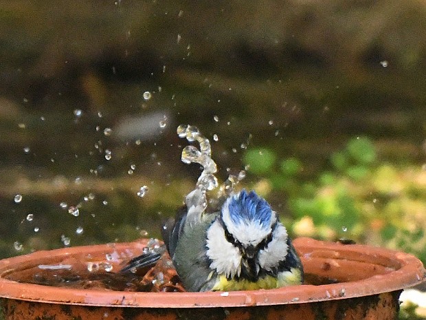 19-04-2020 In onze Tuin