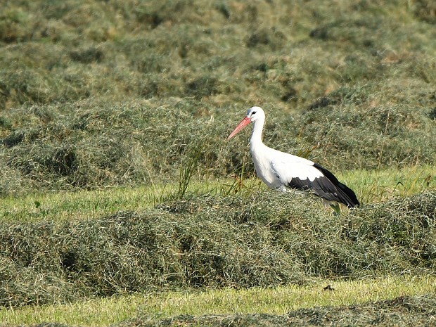 20-09-2020 Rondje Polders