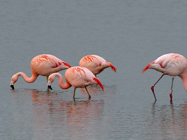 22 en 23-01-2020 Flamingo's in Berkel