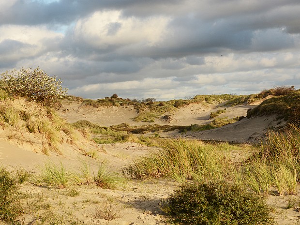 22-10-2020 Meijendel