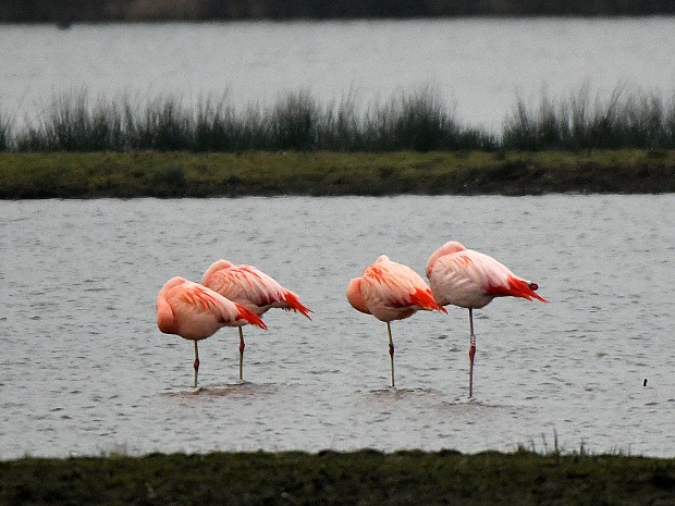 25 en 26-01-2020 Flamingo's in Zevenhuizen