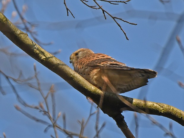 27-03-2020 Landgoed Oosterbeek