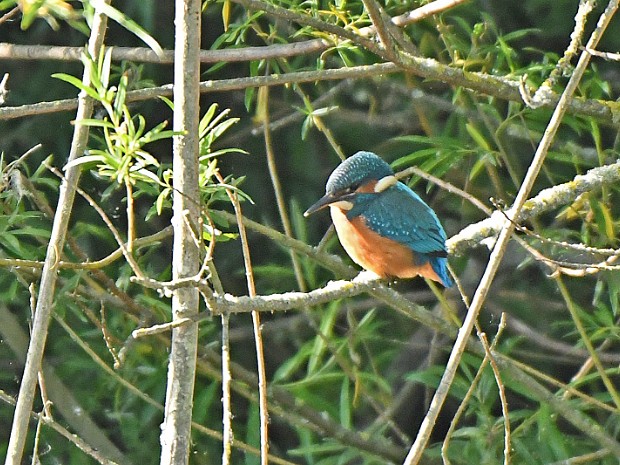 27-05-2020 IJsvogels Meeslouwerplasje