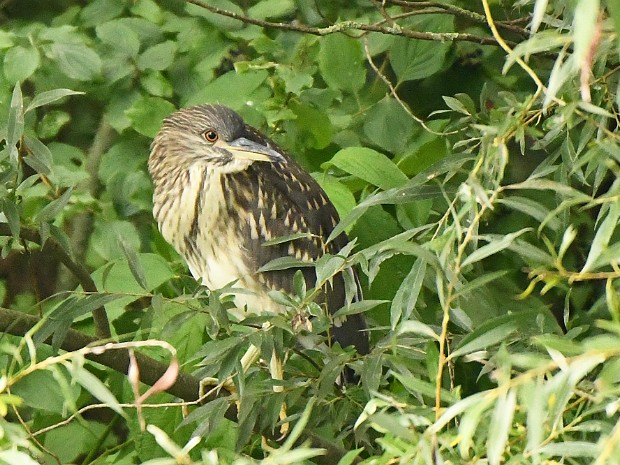 28-08-2020 Juveniele Kwak