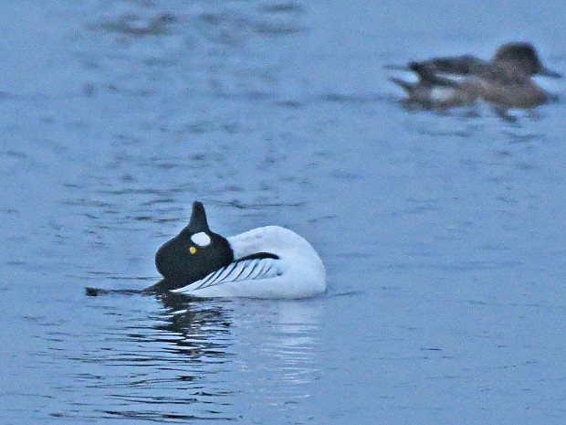 28-12-2019 Vogelplas Starrevaart