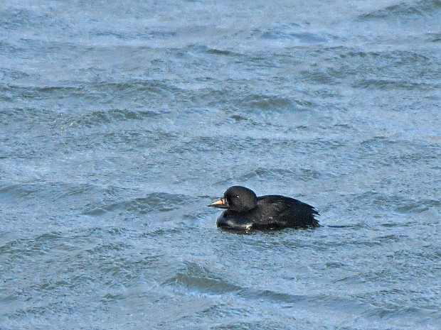 29-01-2020 Zwarte Zee-eend Scheveningen