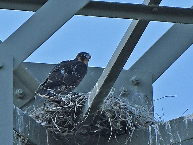 30-05-2020 Zevenhuizen