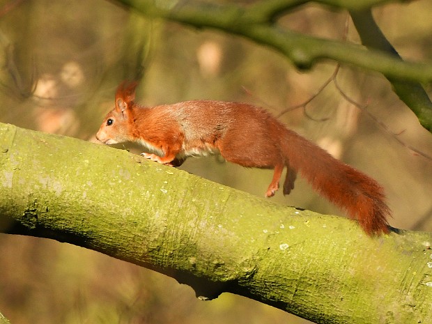 31-03-2020 Haagse Bos
