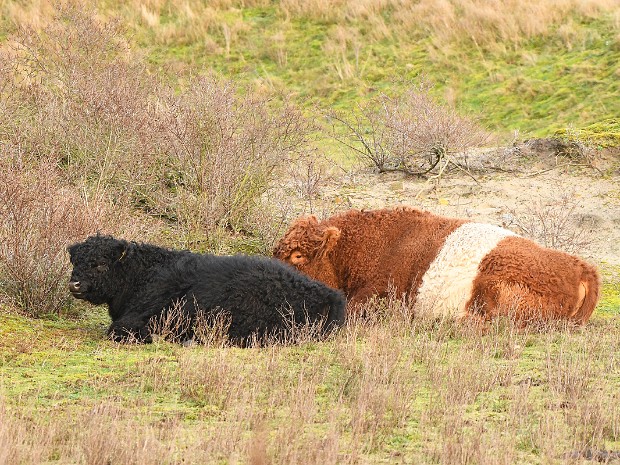 Natuur 2020-01