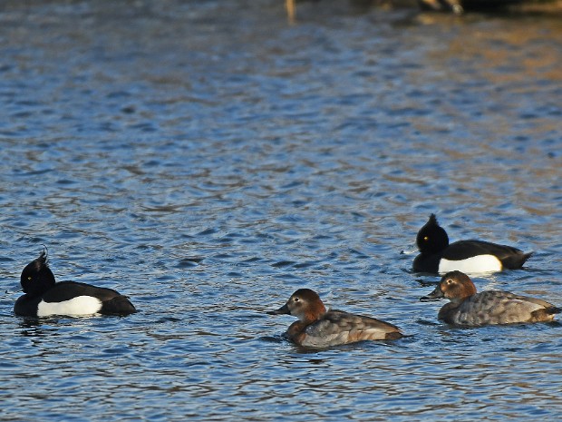 Natuur 2020-02