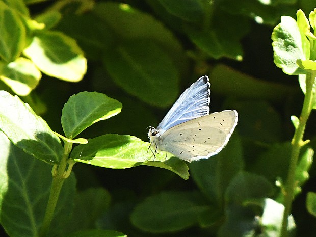 Natuur 2020-07