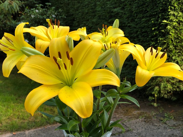 Natuur 2020-08