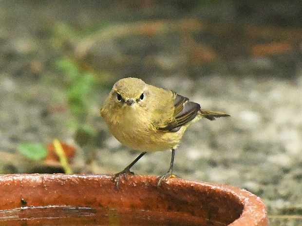 Natuur 2020-09