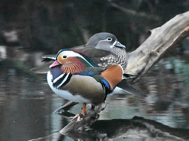 Natuur 2020-12