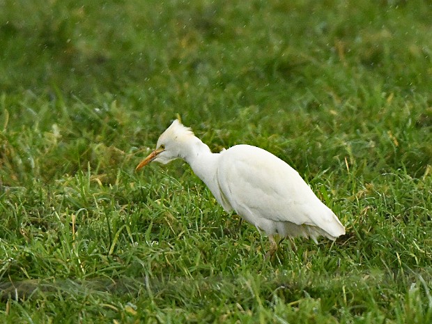 02-01-2021 Koereigers Bodegraven