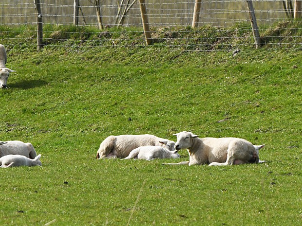 04-04-2021 Bentwoudpad Moerkapelle