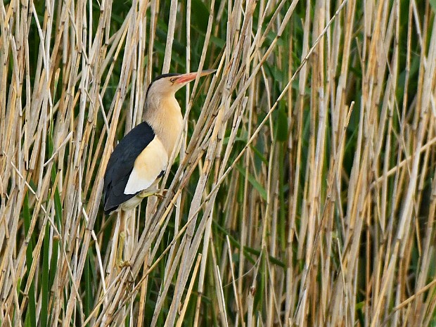 04-06-2021 Woudaapje Benthuizerplas