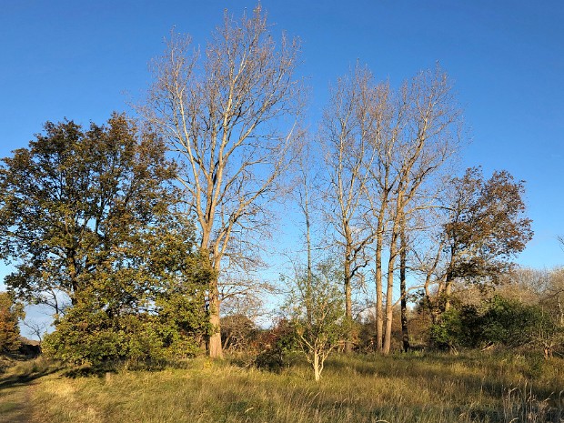 05-11-2021 Vlakte van Waalsdorp