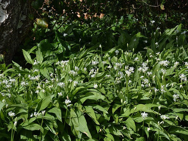 07-04-2021 Rozenrust Leidschendam
