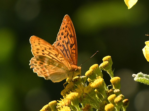08-07-2021 Meijendel