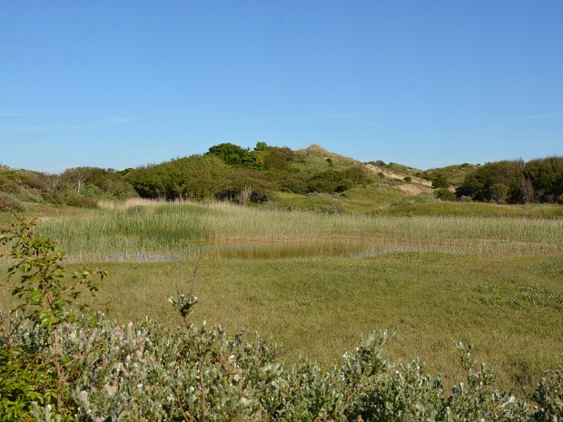 09-06-2021 Meijendel - Libellenvallei