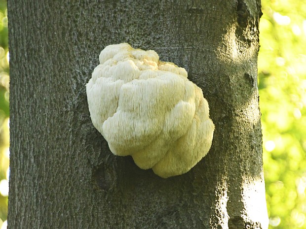 10-10-2021 Pruikzwam Voorburg