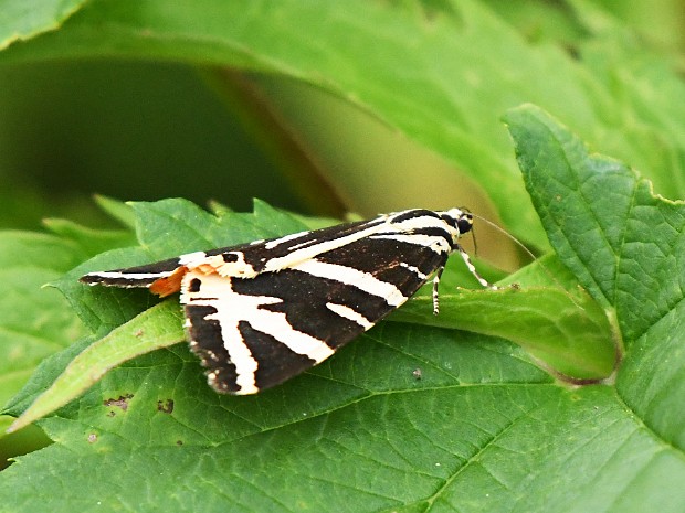 12-08-2021 Kapittelduinen HvH