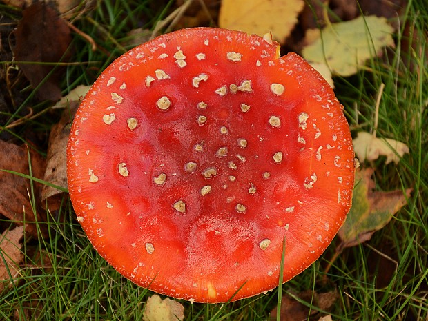 12-10-2021 Paddenstoelen Schakenbosch