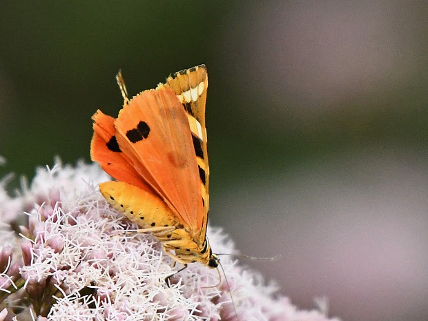 13-08-2021 Kapittelduinen HvH